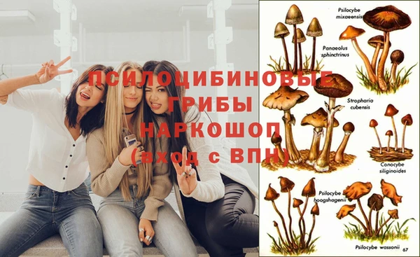 сатива Дмитров